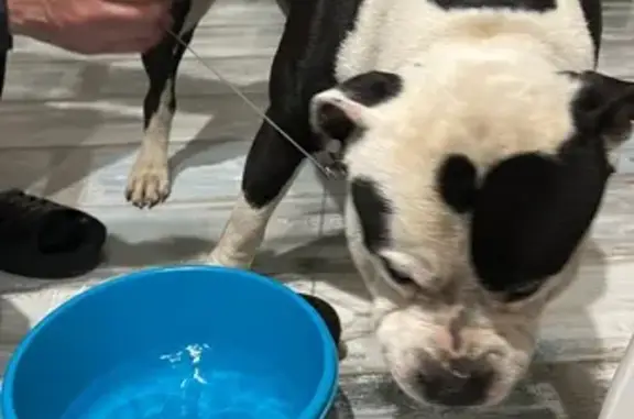 Найдена собака, Краснодар, фото: Найден терьер, Византийская ул. 4, Краснодар