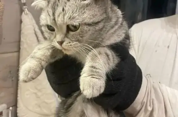 Найдена кошка, Транспортная 123, Новокузнецк