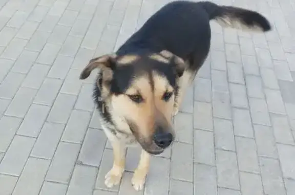 Собака найдена: Крымская ул., 15, Калининград