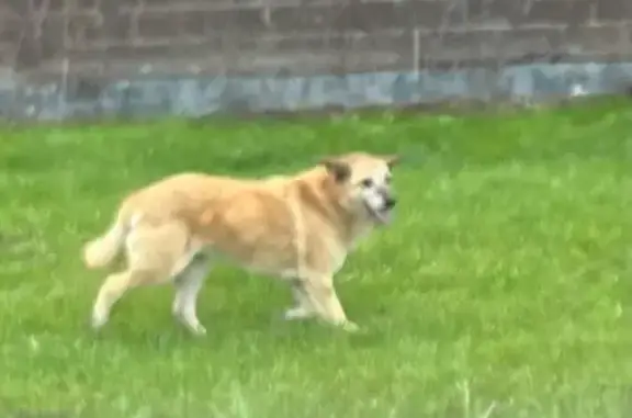 Собака найдена: 46К-9061, МО