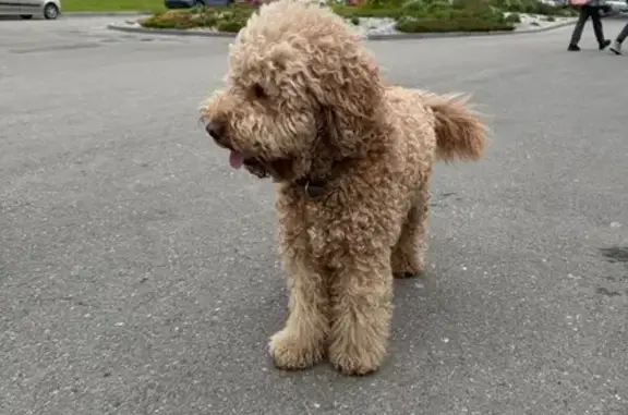 Найдена собака, Суздаль, фото: Собака найдена: ул. Коровники, 80, Суздаль