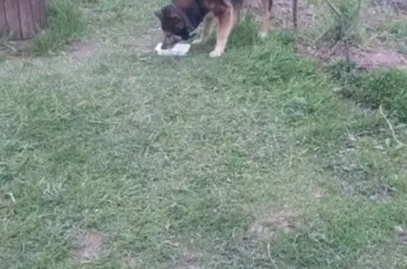 Найдена собака, 41К-163, Старопольское СП - photo