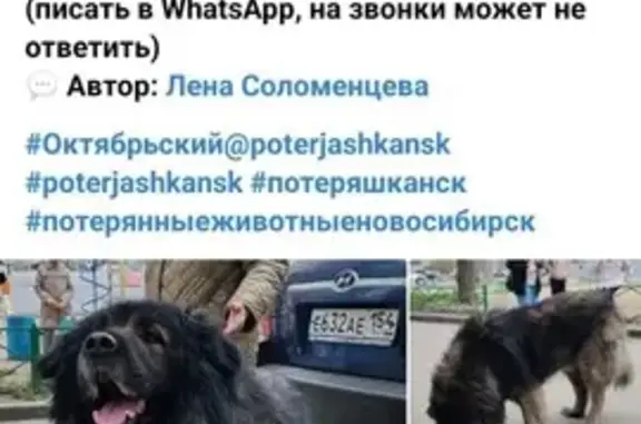 Найдена собака, Новосибирск, фото: Собака найдена: ул. Богаткова 221, НСК