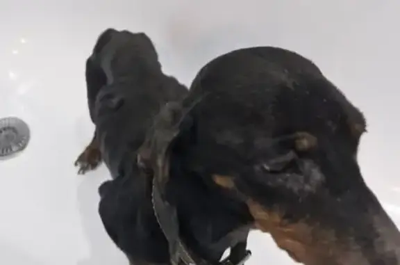 Собака найдена: ул. Гагарина, 3, Александров