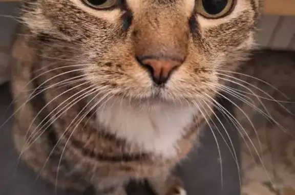 Кошки потеряшки, Москва, фото: Потеряшка кошка, ул. Маршала Бирюзова, Москва