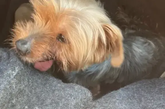 Найдена собака в Новосельском поселении