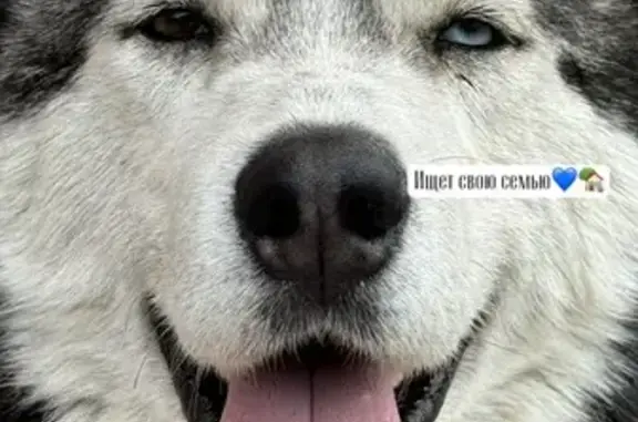 Собака найдена в Ленинакане, Ростовская обл.