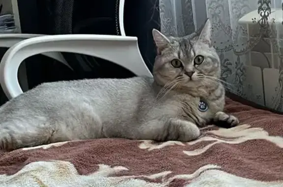 Пропала серая кошка, пр. Айги, Чебоксары