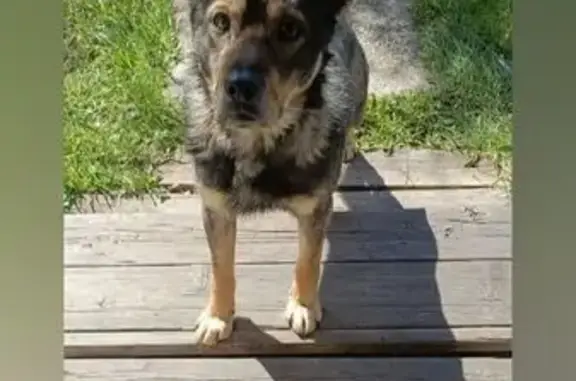 Найдена собака, Новозоринский сельсовет, фото: Собака найдена на Боровой улице, Новозоринск