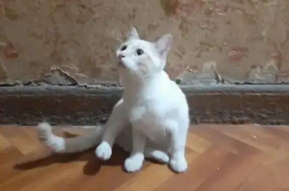 Кошка найдена: Садовая 45, СПб