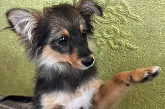 Найдена собака, Кружевная ул. 8, Краснодар