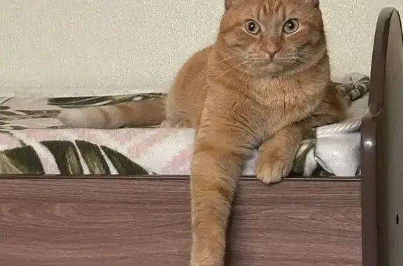 Кошки потеряшки, Пермь, фото: Потеряшка кот Ярик, ул. Сивкова, 3, Пермь