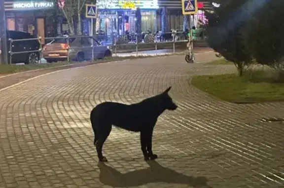 Собака найдена: ул. Легостаева, 8, Королёв