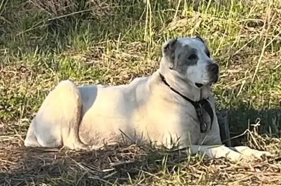 Алабай найден в Горицах, Советская ул. - photo