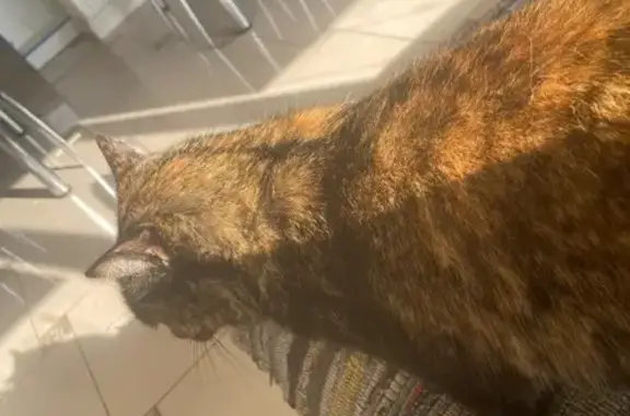 Пропала кошка, Главная ул., Надеждинский