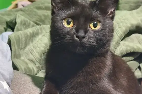 Кошки потеряшки, Вологда, фото: Потеряшка кошка, Ветошкина 20, Вологда