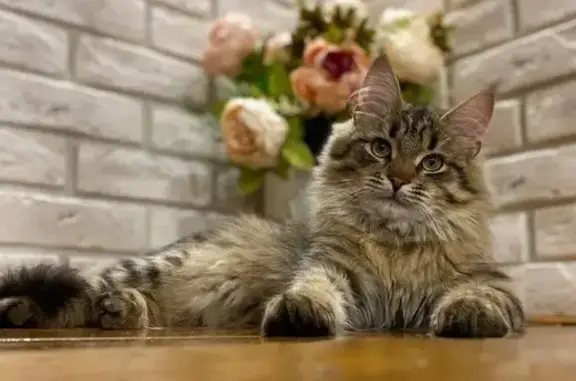 Пропал кот, Стрелецкая ул., Можайск