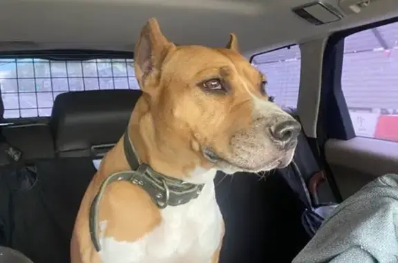 Найдена собака, Москва, фото: Найдена собака у МКАД, 54 км, Москва