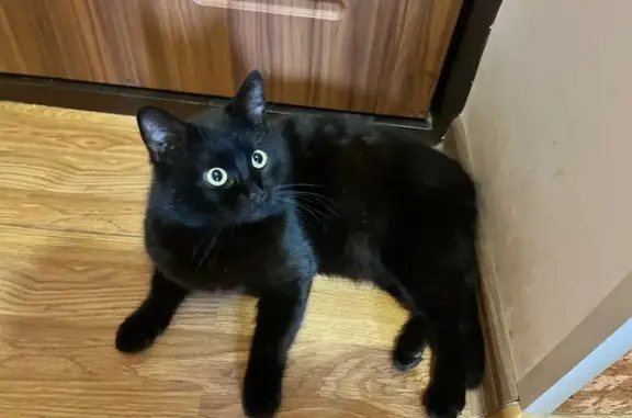 Кошки потеряшки, , фото: Потеряшка кошка Маркиз, Заводская 9А