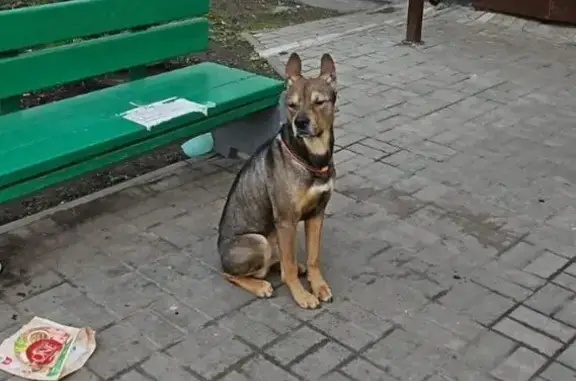 Пропала собака на Турку, 10 к1, СПб