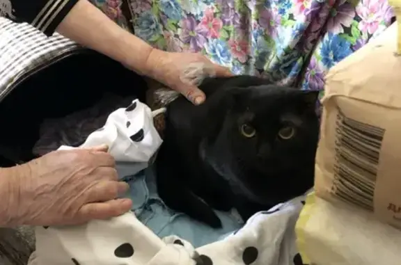 Кошка найдена: Казань, Татарстан