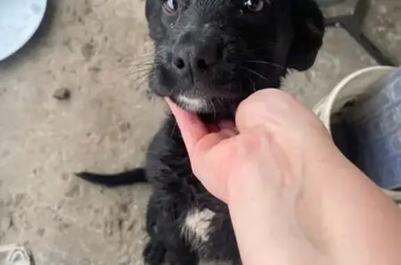 Найдена собака, Верхняя Медведица, фото: Щенок найден: Советская ул. 154, Верх. Медведица