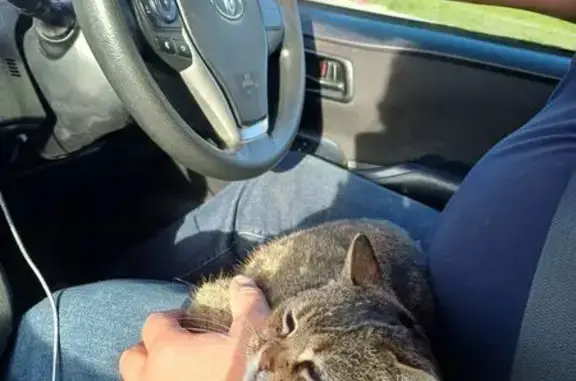 Кошка найдена на Верхних Полях, Москва