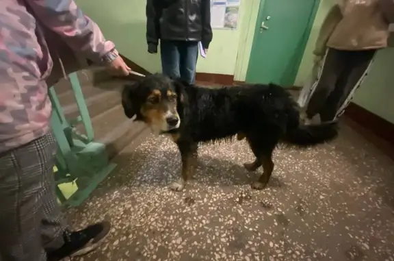 Найдена собака, ул. Комитетский Лес, 18 к1