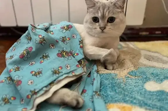 Кошки потеряшки, Сочи, фото: Потеряшка кошка, Строительный пер., 5, Сочи