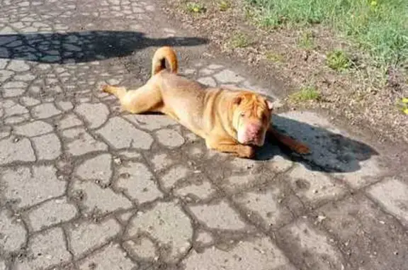 Найдена собака, , фото: Собака найдена: Центр. ул., 8, Зелёный