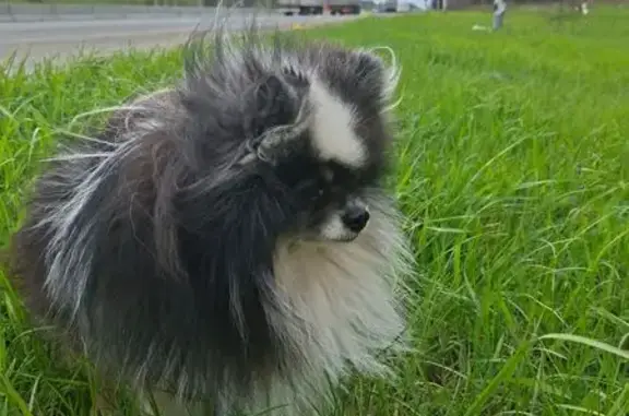 Найдена собака, Дзержинск, фото: Шпиц найден на трассе, Дзержинск, «Волга»