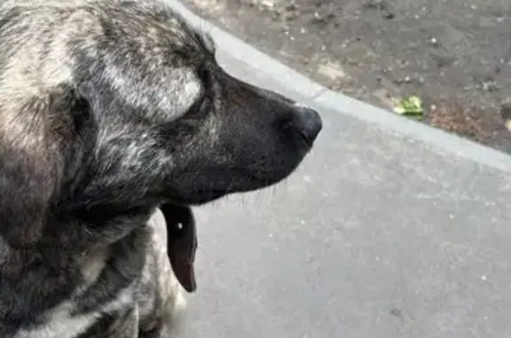 Найдена собака, Москва, фото: Найдена собака, пр. Будённого 39 к1, Москва