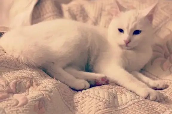 Кошки потеряшки, Зеленоградск, фото: Потеряшка белая кошка, 2-й Октябрьский, 2