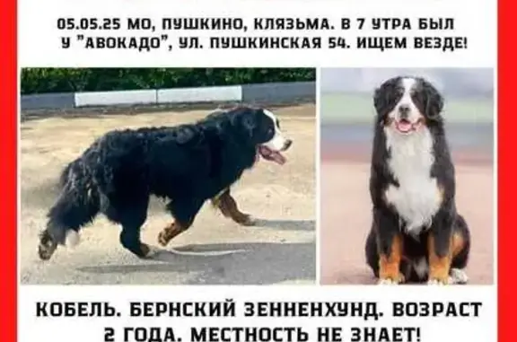 Пропала собака, Пушкинская 54, Пушкино