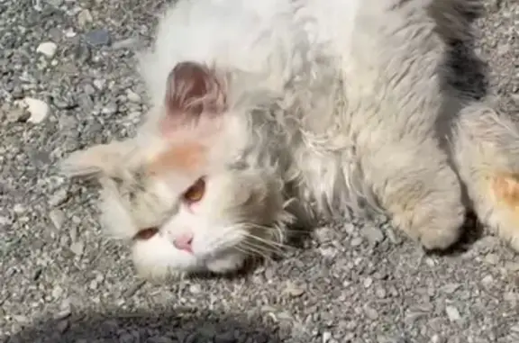 Кошка найдена в Чепошском, Алтай