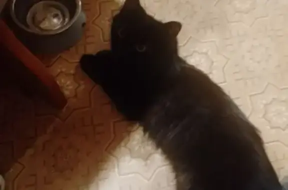 Пропала чёрная кошка, ул. Труда, 21, Владимир