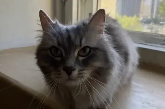 Найденные животные Йошкар-Ола, фото: Кошка найдена: б-р Чавайна, 43, Йошкар-Ола