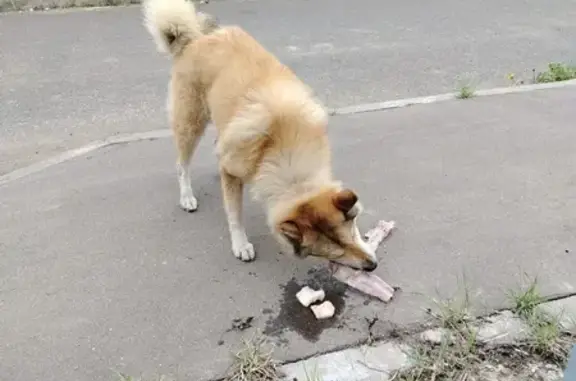 Лайка найдена: 29Н-192, Село Шанский Завод - photo