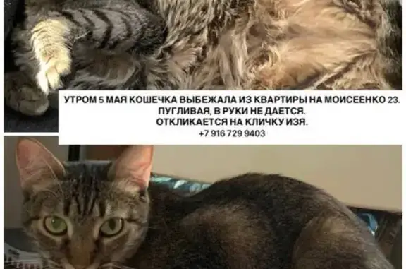 Пропала кошка Изя, ул. Моисеенко, 23