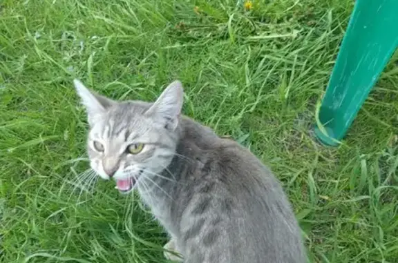 Найденные животные Сосновка, фото: Найдена кошка, Центральная ул., Сосновка
