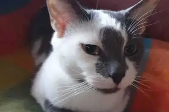 Кошки потеряшки, Минвнешторга, фото: Потеряшка кошка, ул. Мира, 11, Минвнешторг