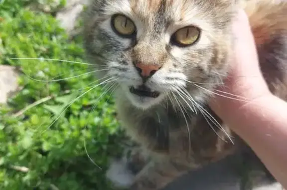 Найденные животные Калининградская область, фото: Кошка найдена: СНТ Ветерок, Дельфин