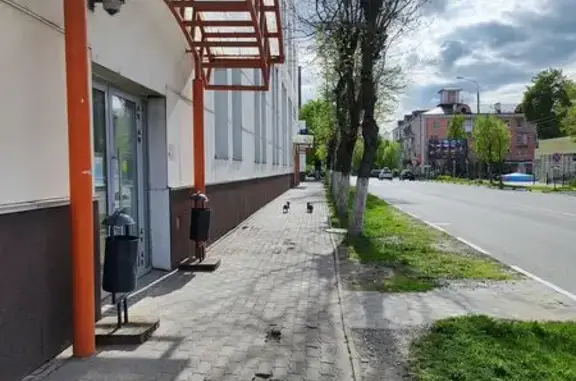 Найдены 2 таксы, Соборная ул. 12, Ногинск