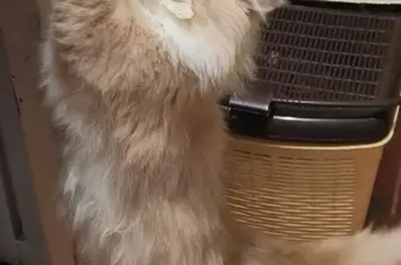 Кошки потеряшки, Боровичи, фото: Потеряшка кошка, ул. Энгельса, 21А, Боровичи