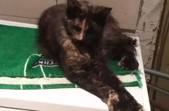 Кошка найдена: Новоизмайловский пр., 45