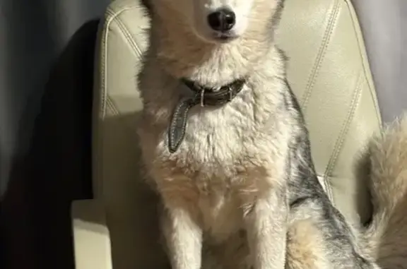 Собаки потеряшки, Нижний Новгород, фото: Потеряшка собака, Электровозная ул., НН