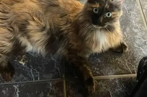 Кошки потеряшки, Красногорск, фото: Потеряшка кошка, ул. Ленина (дублёр), 42