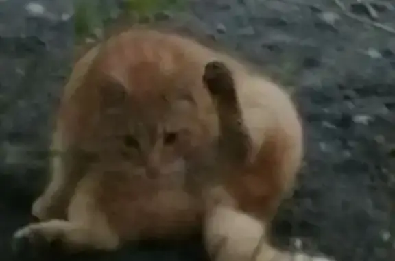 Найдена кошка, Санкт-Петербург, фото: Рыжий кот найден: Пирогова 8, СПб