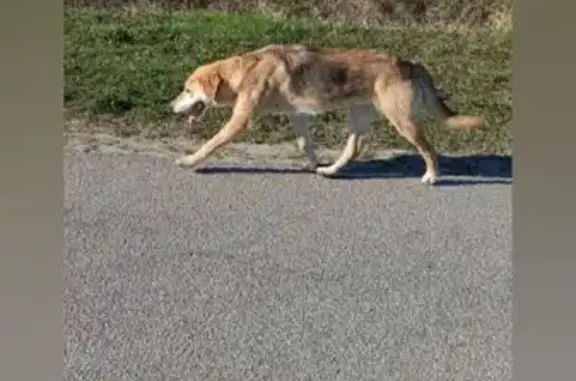 Гончак найден на ул. Яшенина, Глинищево