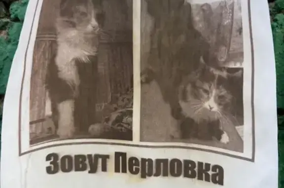 Пропала кошка, ул. Тухачевского, 23 к3